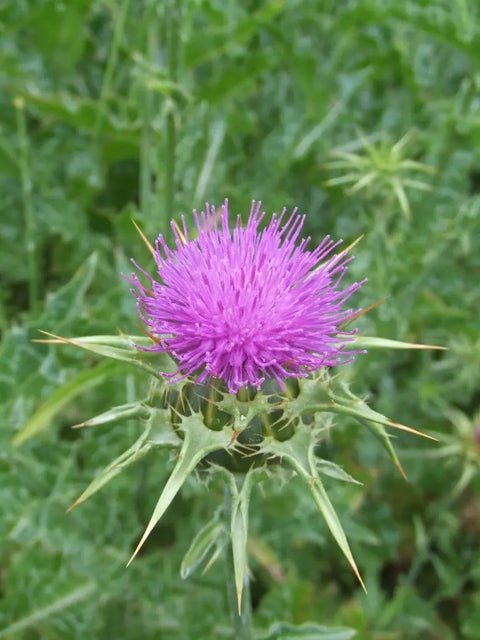 Embrace Liver Health Naturally with Milk Thistle by Golden Naturals